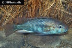 astatotilapia burtoni astatotilapia burtoni