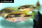 benitochromis conjunctus benitochromis conjunctus