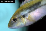 benitochromis conjunctus benitochromis conjunctus