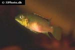 benitochromis finleyi benitochromis finleyi
