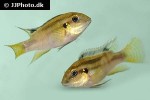 benitochromis nigrodorsalis benitochromis nigrodorsalis