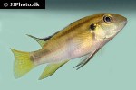 benitochromis nigrodorsalis benitochromis nigrodorsalis