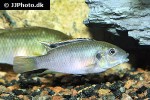 benitochromis nigrodorsalis benitochromis nigrodorsalis