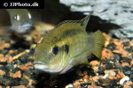 benitochromis nigrodorsalis benitochromis nigrodorsalis