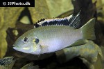 benitochromis nigrodorsalis benitochromis nigrodorsalis