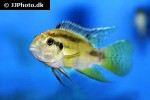 benitochromis nigrodorsalis benitochromis nigrodorsalis