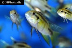 benitochromis nigrodorsalis benitochromis nigrodorsalis