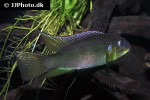 benitochromis riomuniensis benitochromis riomuniensis