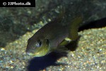 benitochromis riomuniensis benitochromis riomuniensis