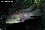benitochromis riomuniensis benitochromis riomuniensis