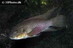 benitochromis riomuniensis benitochromis riomuniensis