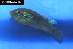 benitochromis species mungo benitochromis species mungo