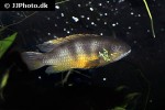 benitochromis ufermanni benitochromis ufermanni