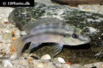 chromidotilapia guntheri chromidotilapia guntheri