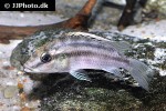 chromidotilapia guntheri chromidotilapia guntheri