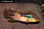 chromidotilapia species mungo river chromidotilapia species mungo river