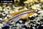congochromis dimidiatus congochromis dimidiatus
