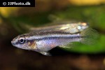 congochromis dimidiatus congochromis dimidiatus