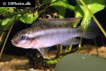 congochromis sabinae congochromis sabinae