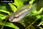 congochromis sabinae congochromis sabinae