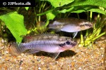 congochromis sabinae congochromis sabinae