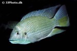 coptodon cf guineensis coptodon cf guineensis