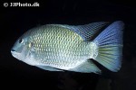 coptodon cf guineensis coptodon cf guineensis