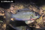 coptodon guineensis coptodon guineensis