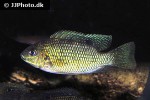 coptodon guineensis coptodon guineensis