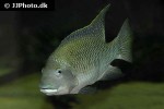 coptodon zillii coptodon zillii