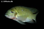 coptodon zillii coptodon zillii