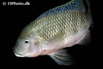 coptodon zillii coptodon zillii