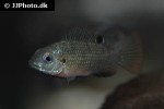 coptodon zillii coptodon zillii