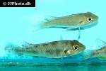 ctenochromis polli ctenochromis polli