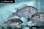 danakilia species shukoray danakilia species shukoray