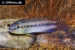 enigmatochromis lucanusi enigmatochromis lucanusi