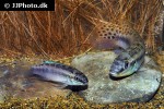 enigmatochromis lucanusi enigmatochromis lucanusi