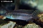 enigmatochromis lucanusi enigmatochromis lucanusi