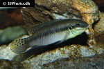 enigmatochromis lucanusi enigmatochromis lucanusi
