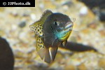 enigmatochromis lucanusi enigmatochromis lucanusi