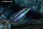enigmatochromis lucanusi enigmatochromis lucanusi