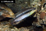 enigmatochromis lucanusi enigmatochromis lucanusi
