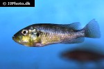 haplochromis aeneocolor haplochromis aeneocolor