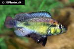 haplochromis aeneocolor haplochromis aeneocolor