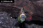 haplochromis aeneocolor haplochromis aeneocolor