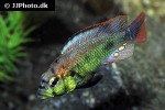 haplochromis aeneocolor haplochromis aeneocolor