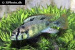 haplochromis aeneocolor haplochromis aeneocolor