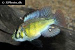 haplochromis aeneocolor haplochromis aeneocolor