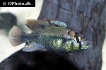haplochromis aeneocolor haplochromis aeneocolor