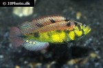 haplochromis aeneocolor haplochromis aeneocolor